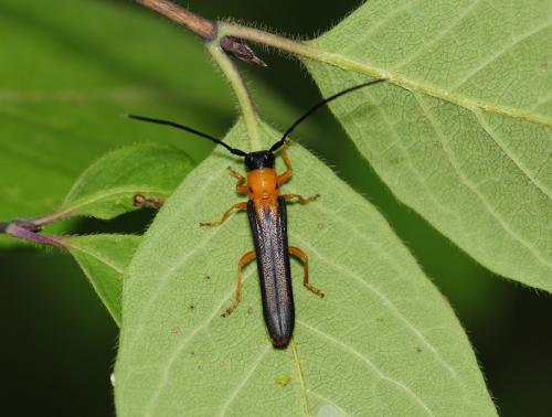 Oberea pupillata